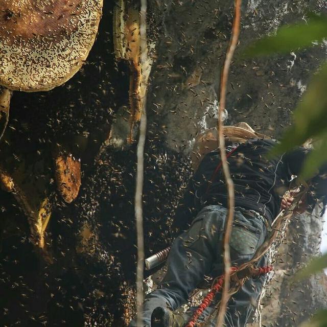 尼泊尔喜马拉雅山采蜜,尼泊尔喜马拉雅山脉采蜜