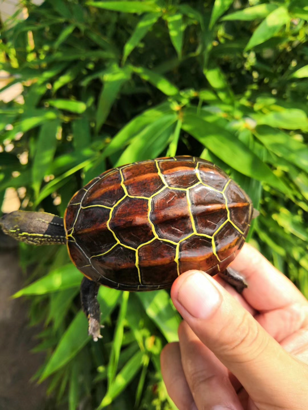 乌龟的习性句子,乌龟的习性都有什么