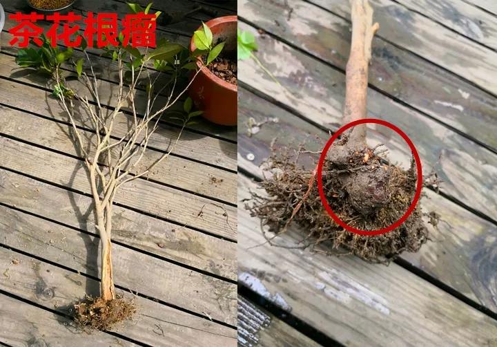 发现植物有烂根如何处理,发现植物有病害什么时候去治