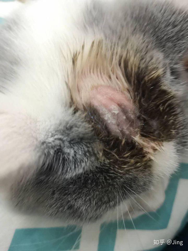 猫癣护理,幼猫猫癣最快治愈方法