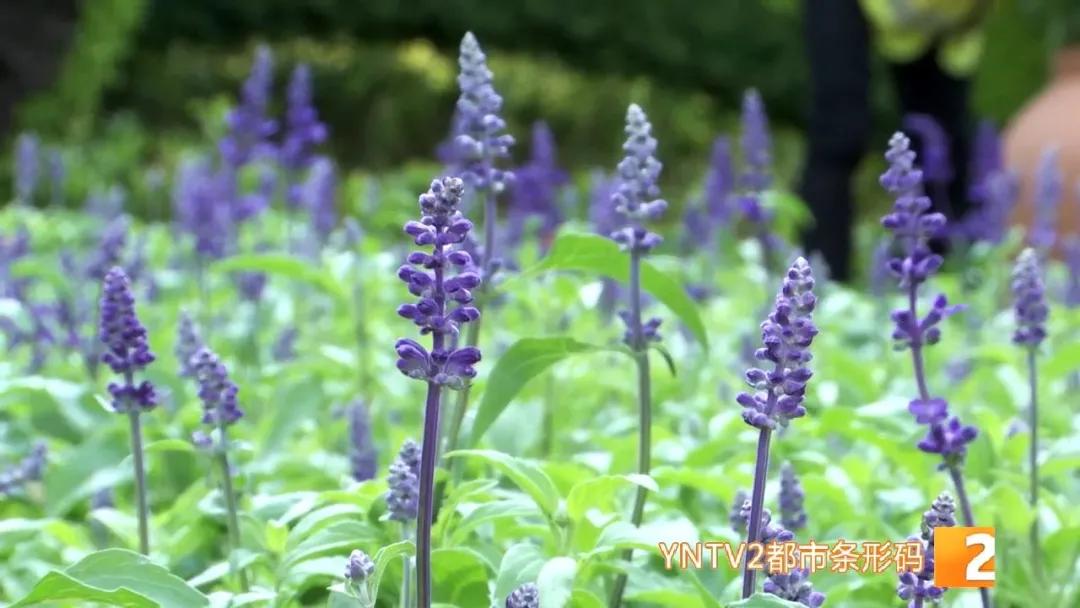 昆明100个立体花坛位置,昆明cop15立体花坛