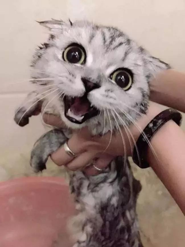 冬天给猫咪洗澡需要注意什么,鸽子冬天洗澡需要注意什么