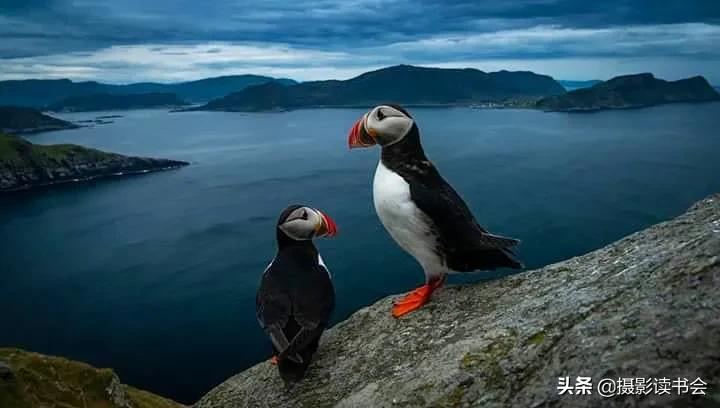 尼康拍野生动物,这位摄影师