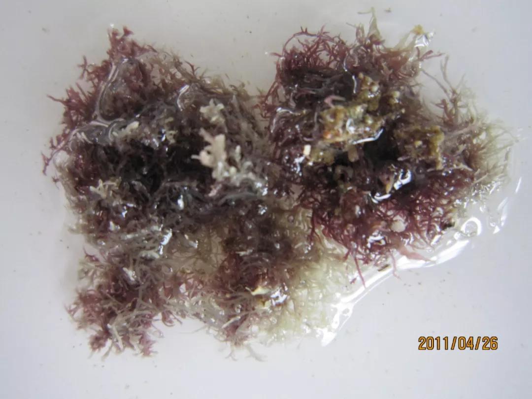 海苔、紫菜、裙带菜，是同一种东西吗？中国哪里的海菜最好吃？