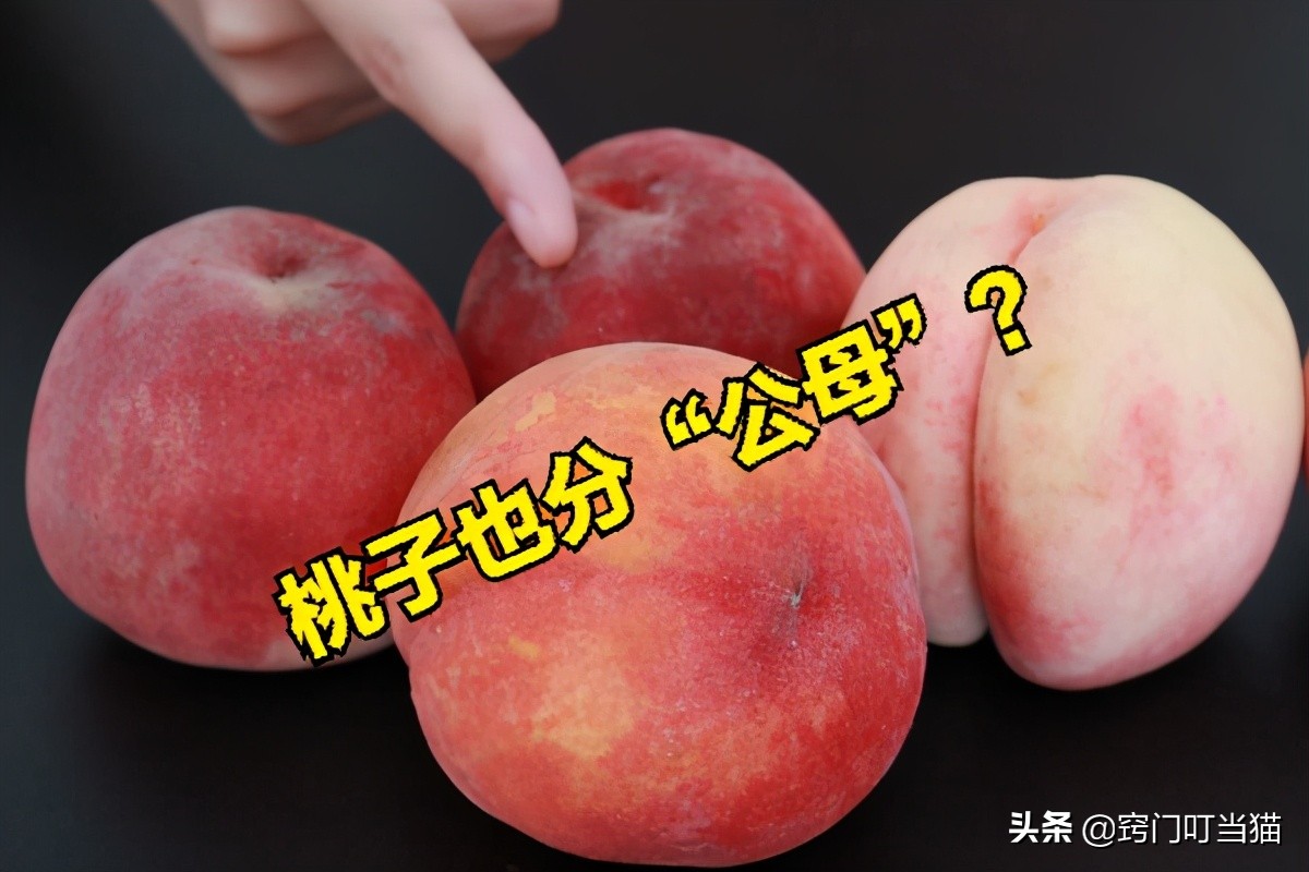 买公桃子还是母桃子,公桃子和母桃子怎样区分