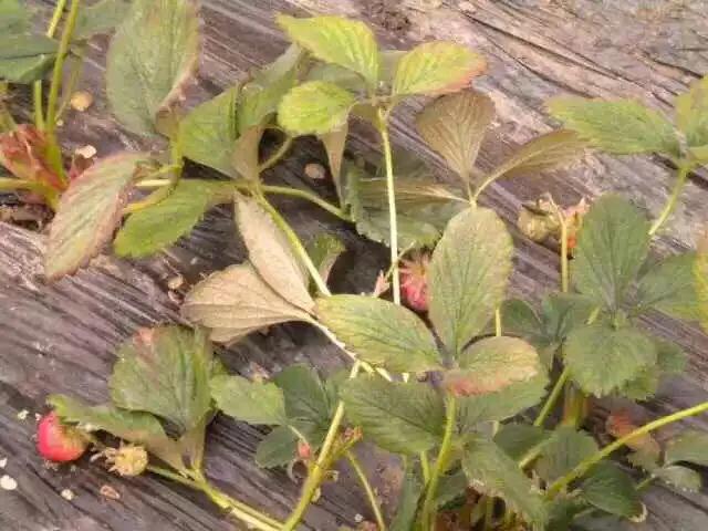 草莓大棚红蜘蛛正确打法,防治温室草莓红蜘蛛