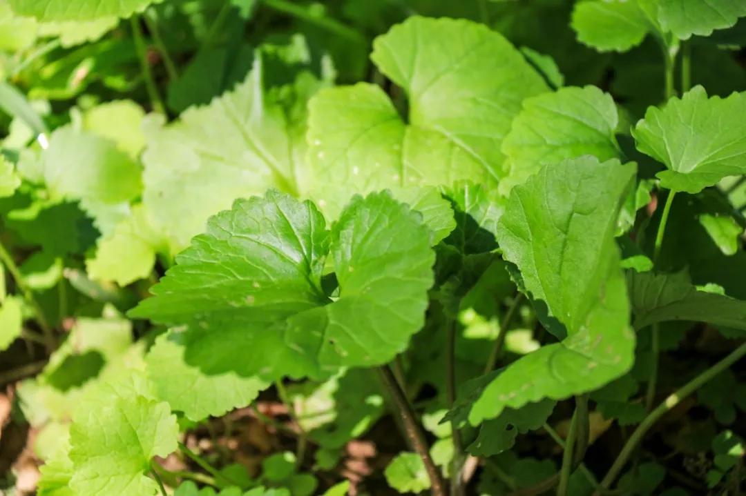 北京人少景美赏秋的公园,北京赏秋中山公园