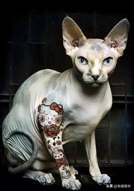 网红绑猫*藏西**骑行求关注,遭网友质疑回怼:比在家里刺激多了