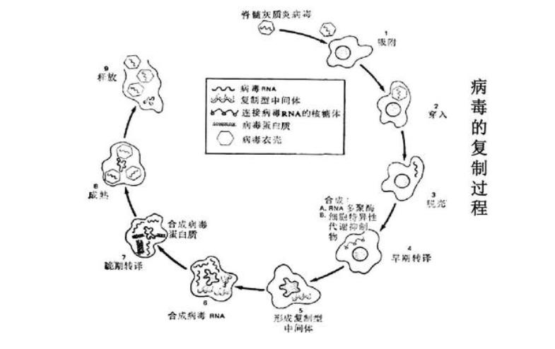 新冠病毒到现在地球上死了多少人 (人类大战新冠病毒的十个场面)