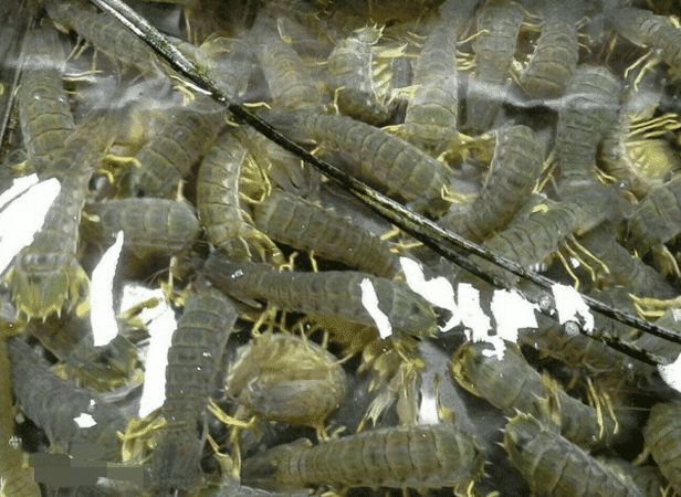 皮皮虾为啥没有养殖的,皮皮虾为什么不能养殖呢