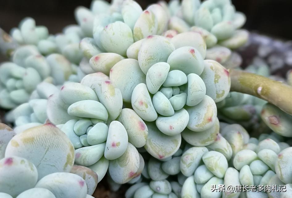 多肉劳尔一直蔫,多肉劳尔怎么养新手必看