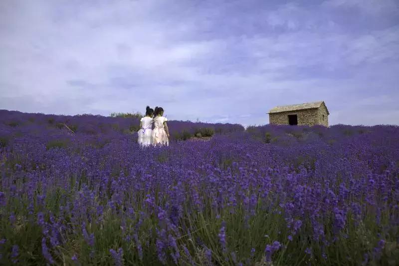 紫色胜境美翻了，世界第三大薰衣草芳香小镇竟然就在山东潍坊