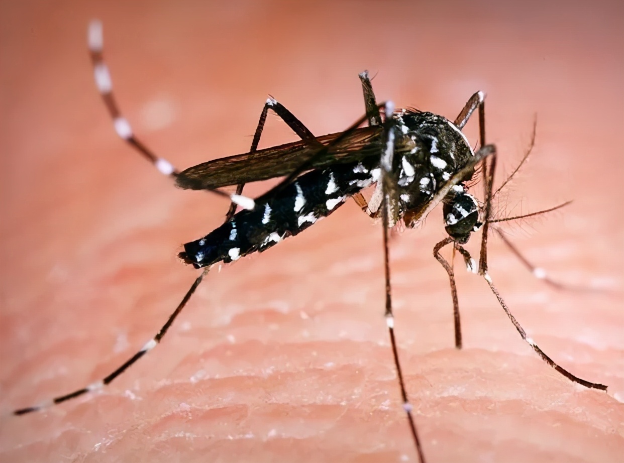 蚊子最爱的六种人,蚊子最爱叮咬6类人