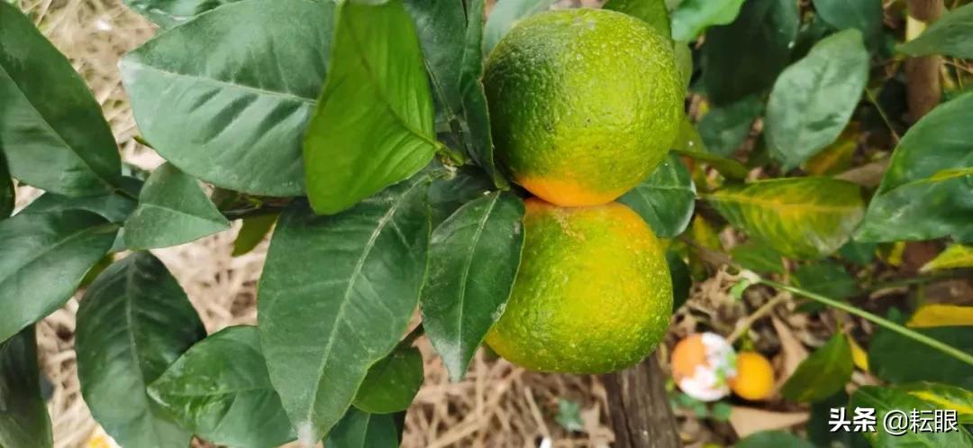 有了红鼻子怎么办,有红鼻头会怎样