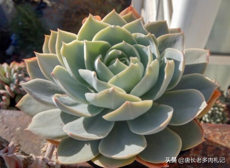 几款好看的厚叶型多肉,超大型多肉薄叶三仙广寒宫