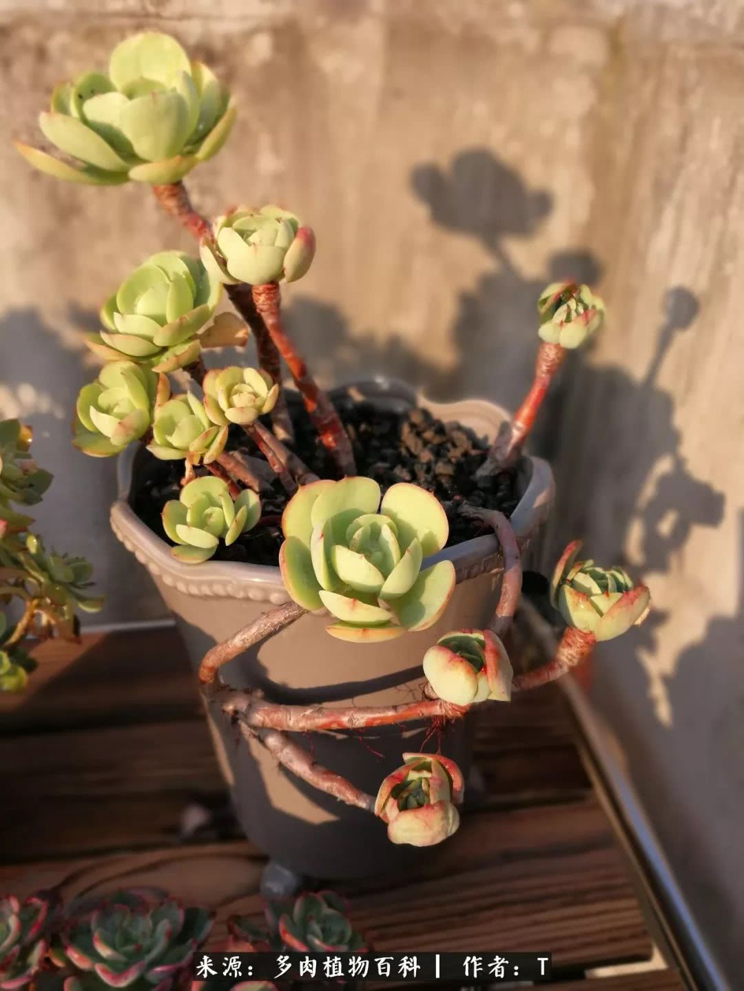 多肉还可以这样玩(上):八年养肉路剪影!