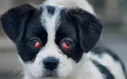 狗狗得了青光眼能治得好吗,狗狗青光眼征兆吃什么药
