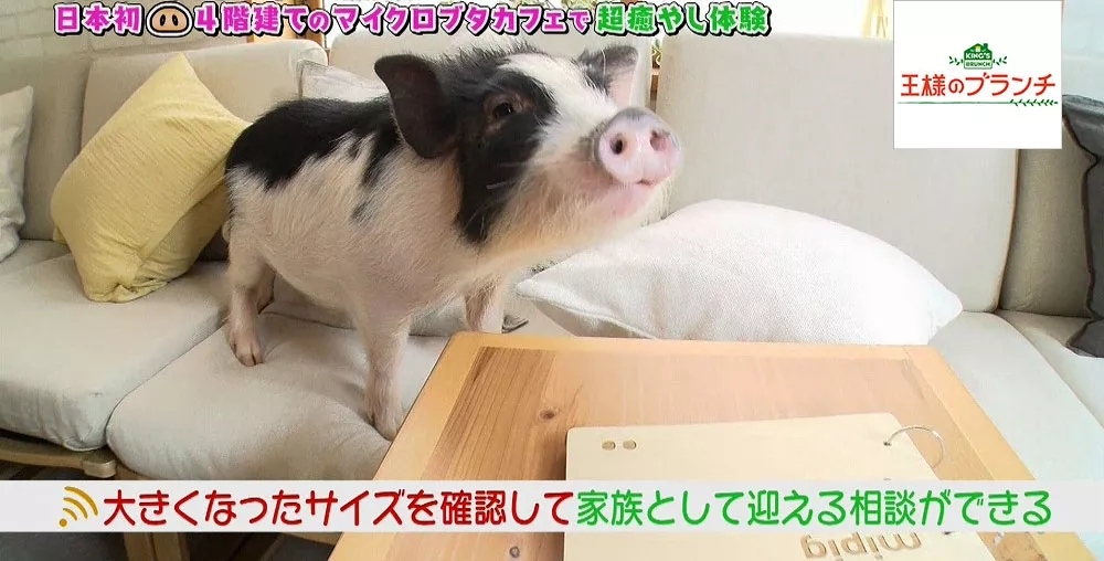 猫咪必去的咖啡馆 (猫咪咖啡厅有什么)