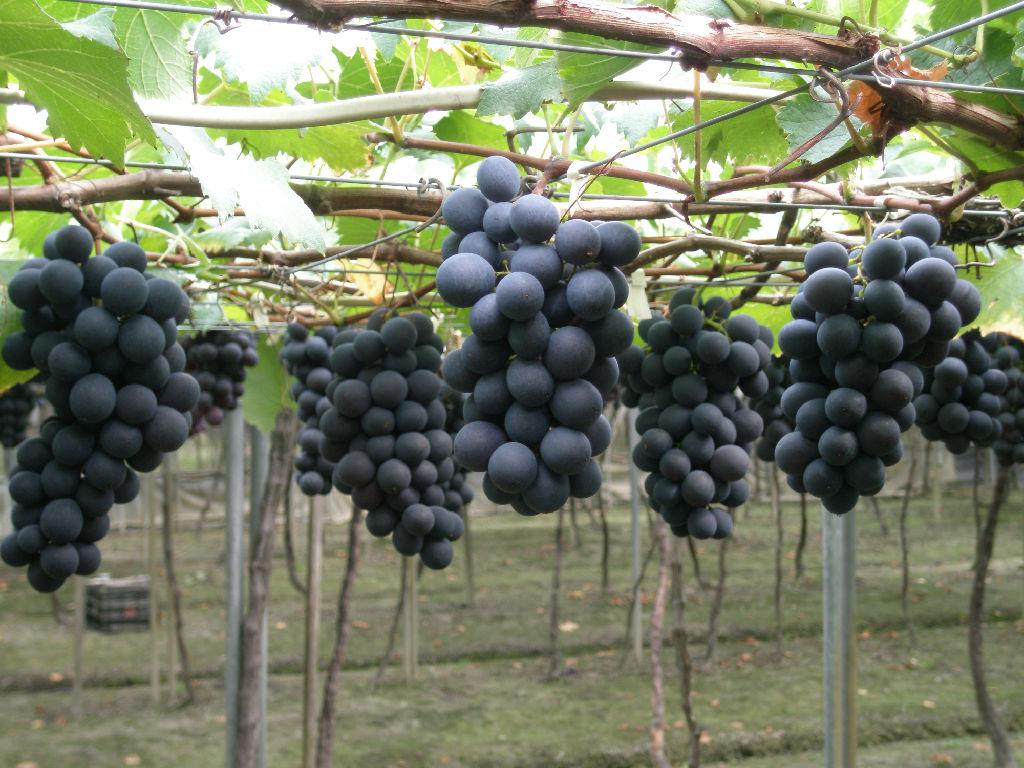 怎么自酿葡萄酒的方法与步骤,自酿葡萄酒家常做法可以用白糖吗