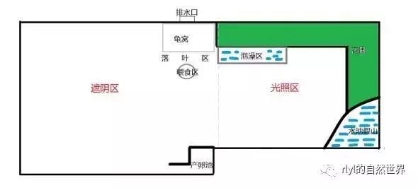 最好养的半水龟排行,半水龟饲养环境简单