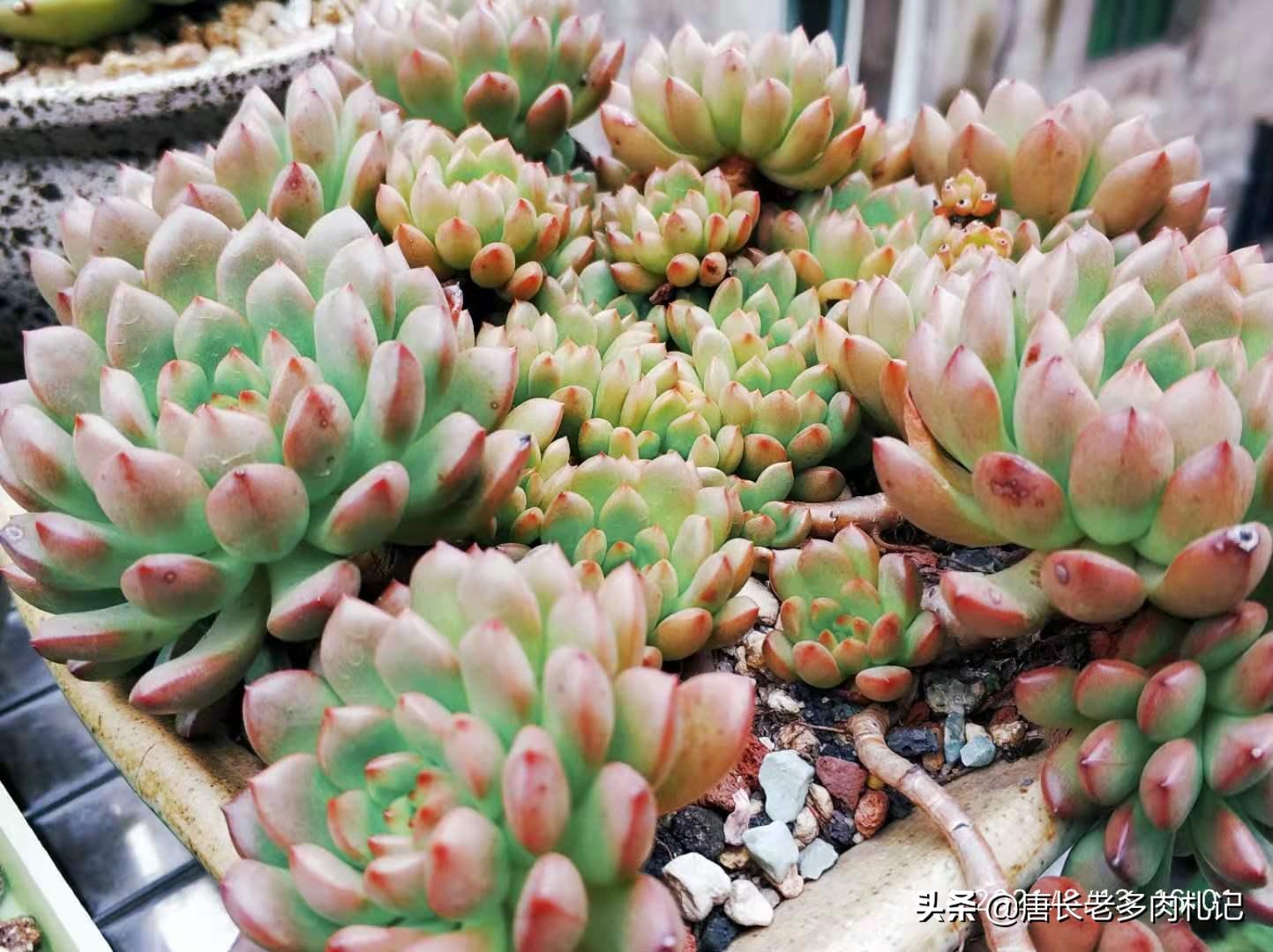 多肉红宝石夏天怎么养,红宝石多肉晒伤怎么挽救