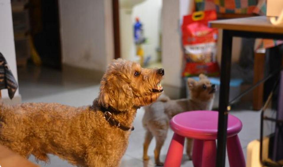 泰迪吃了葡萄然后吐了没事吗,泰迪吃了七八个葡萄一点事没有