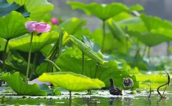 乡村旅游养生项目,乡村旅游项目怎么做最好