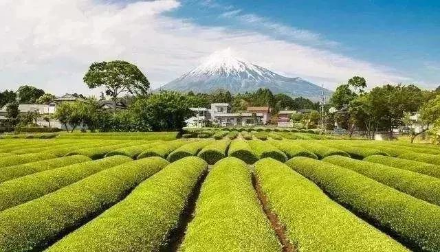 日本高科技农业有哪些,日本农业值得研究的点
