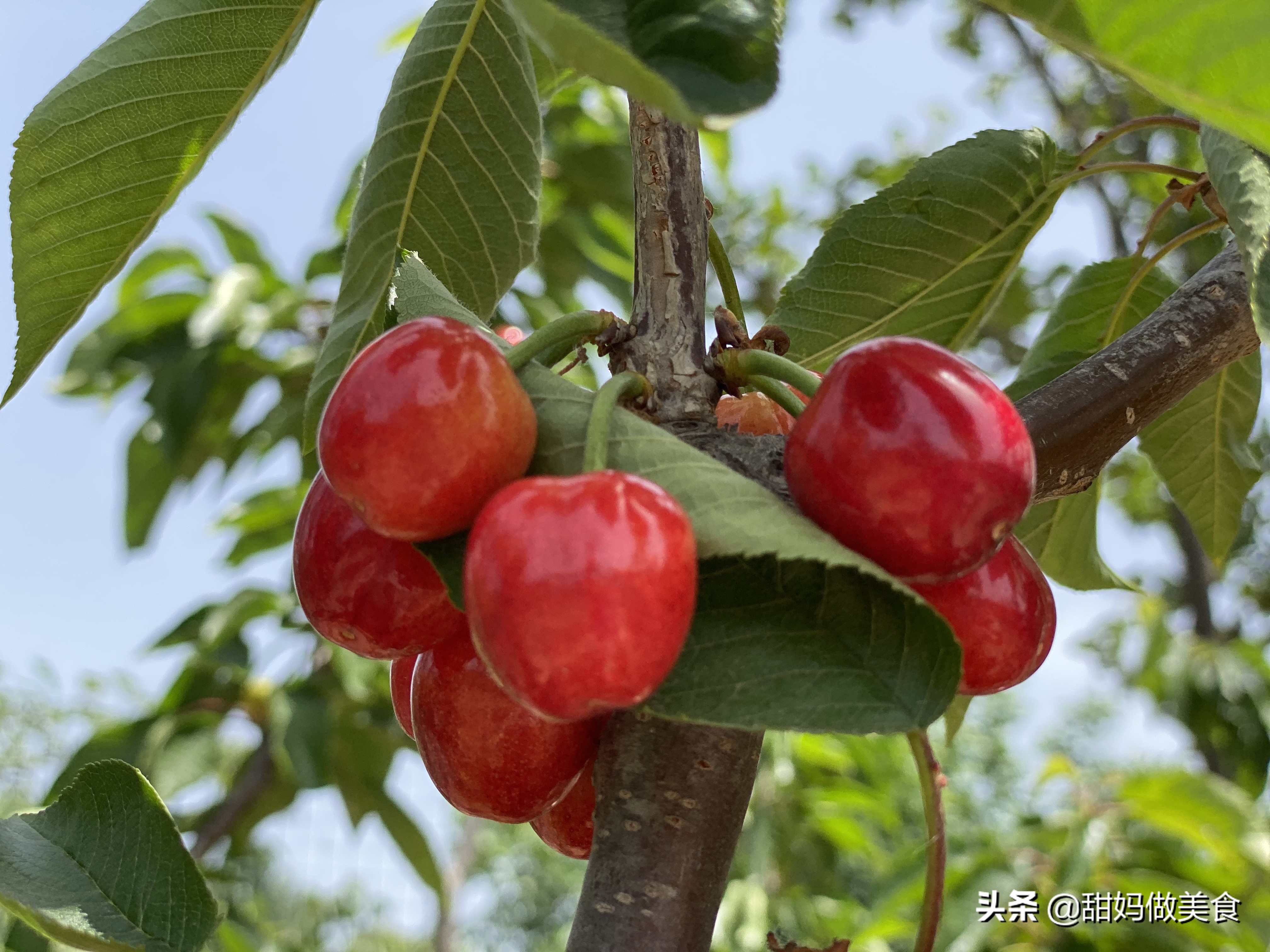 5月采摘季可别忘了它，铁含量是苹果的20倍，营养不比车厘子差