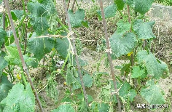 腐烂病最有效的药,腐烂病怎么治疗最快最有效