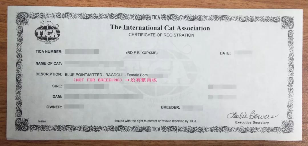 猫咪血统怎么检测,猫咪cfa证书血统怎么看