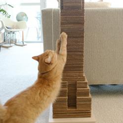 猫咪挠坏沙发怎么办,沙发被猫咪挠了怎么挽救