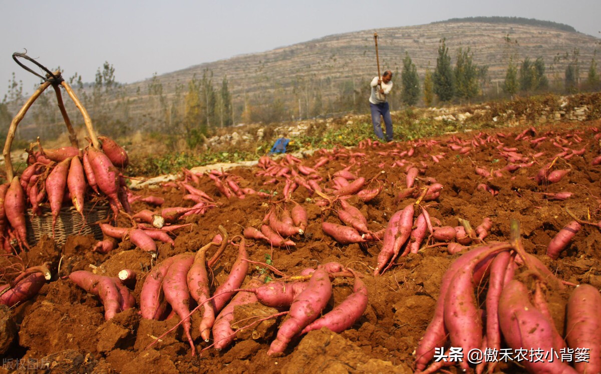 红薯高产秘诀均匀膨大产量高,红薯高产技术助农增产增收
