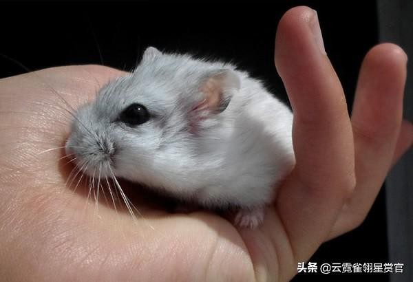 新手最推荐的仓鼠是什么,仓鼠类型推荐