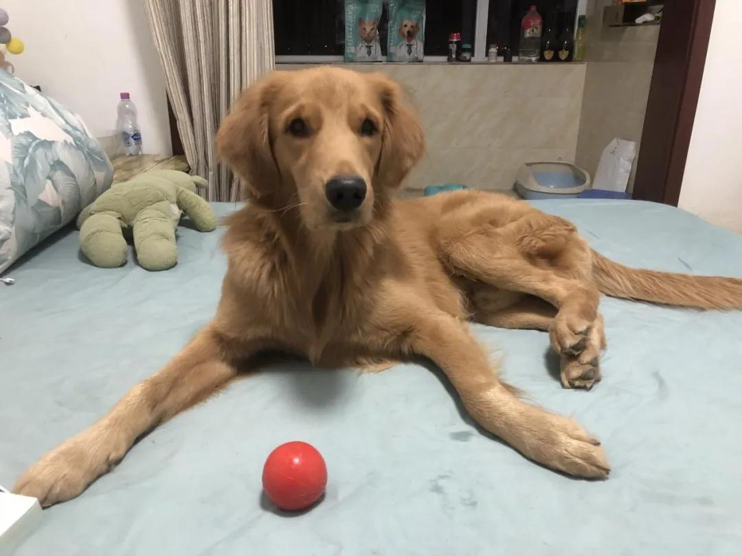 我花费2个月调研了64个出海宠物品牌（下）