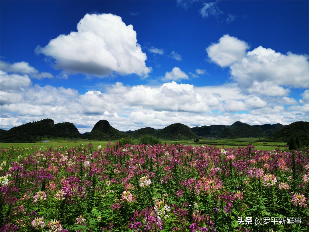 罗平七彩花田金鸡,罗平金鸡七彩花海