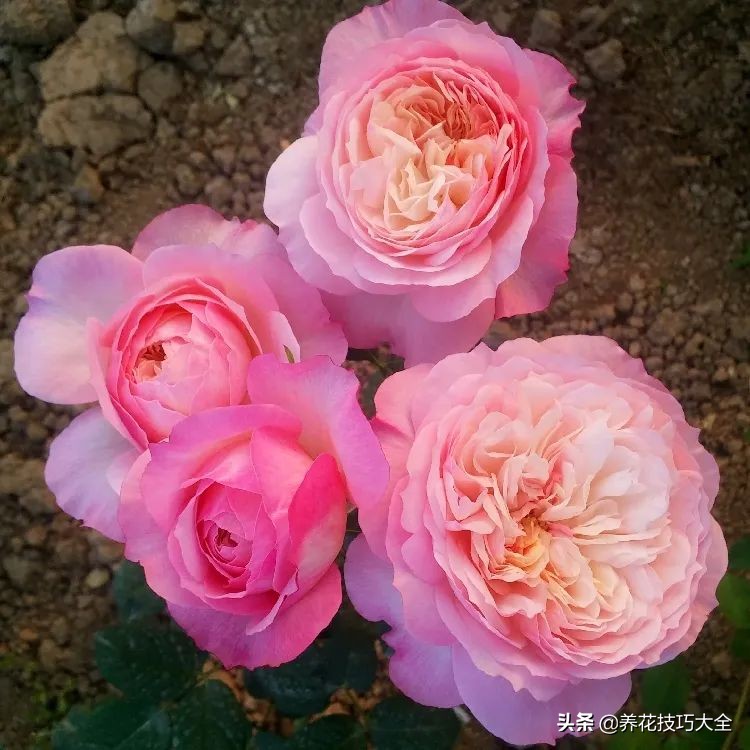 四季开花的月季又香又好养有几种,最漂亮10种盆栽月季