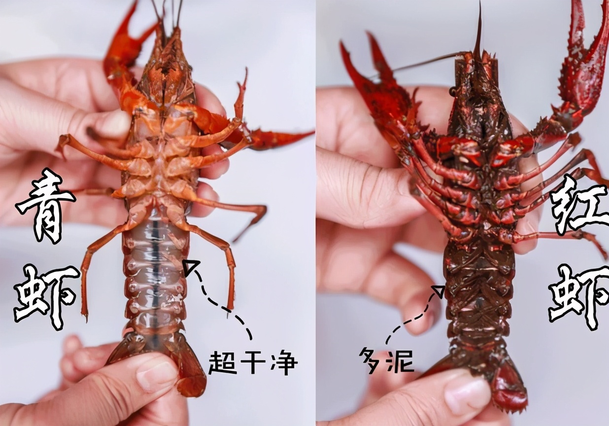 小龙虾怎么焯水虾肉不松散家常,小龙虾怎么煮肉质才q弹