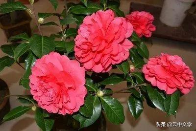 花语大全100种花图片,100种花的花语太全了