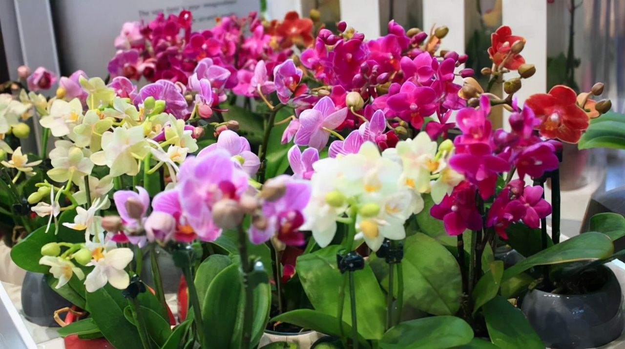 这“38种花”，当你开始收集品种时，你已入坑颇深