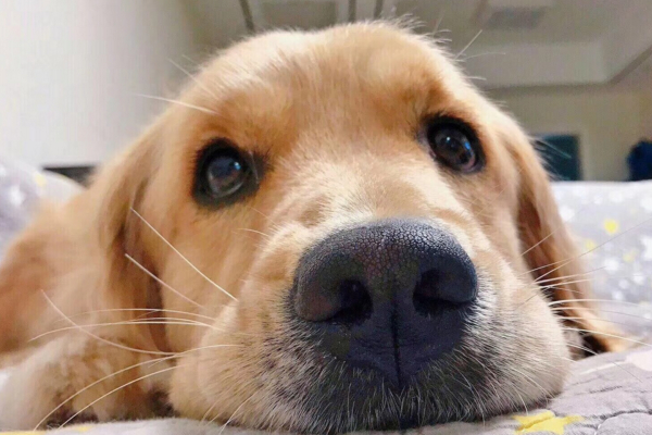 狗狗吐黄水是怎么回事怎么治疗,狗狗吐黄水是怎么回事怎么办