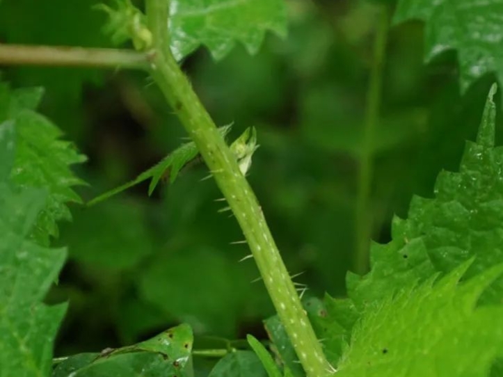 四级英语词汇闪过记忆技巧,四级高频单词记忆技巧