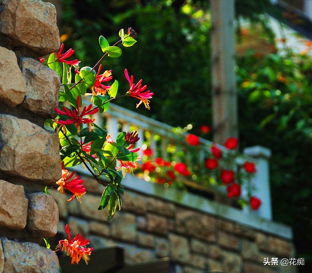 北方庭院耐寒十大爬藤快的花卉,四季常绿耐寒庭院爬藤花卉图片