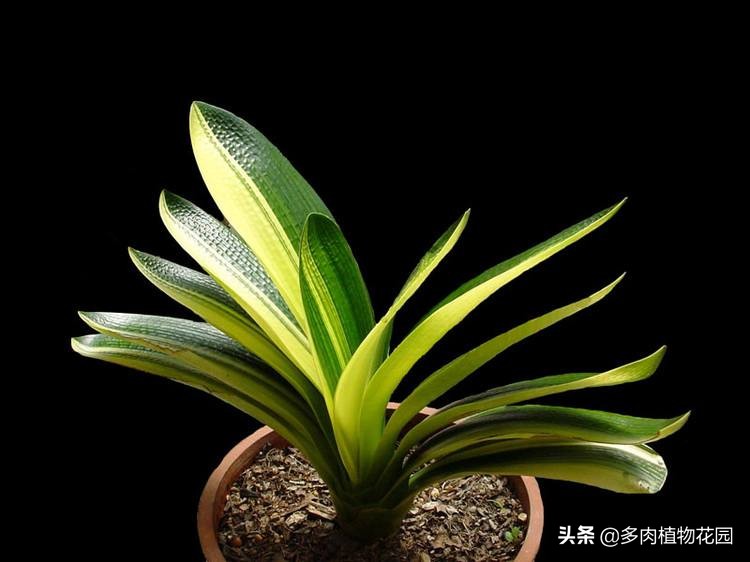 君子兰烂根生有长条小白虫怎么救,君子兰烂根怎么处理最简单的方法