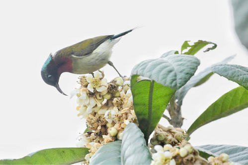 鹦鹉散养注意事项大全,怎么在家中放鹦鹉笼养鸟