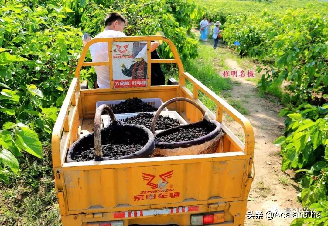 兴平千亩桑葚成熟啦！