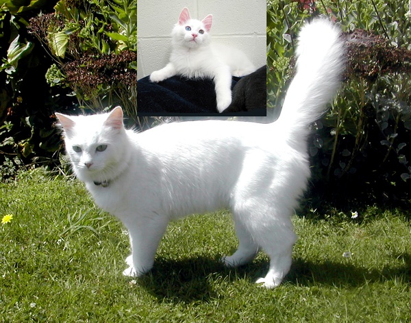 各种猫咪花纹品种,名贵品种猫咪大全