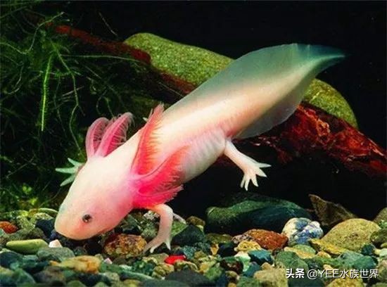 超萌六角龙,可爱萌宠六角龙