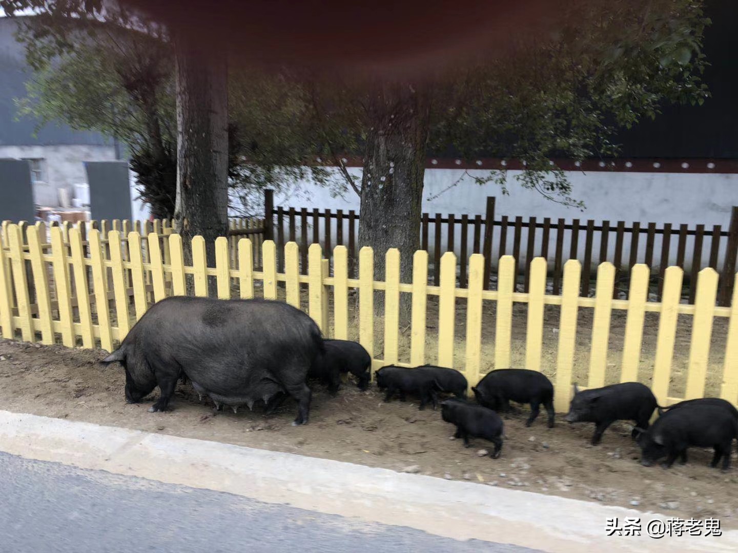 带着老婆，老婆闺蜜，大姨子和小姨子一起单车*藏西**自驾游（完）