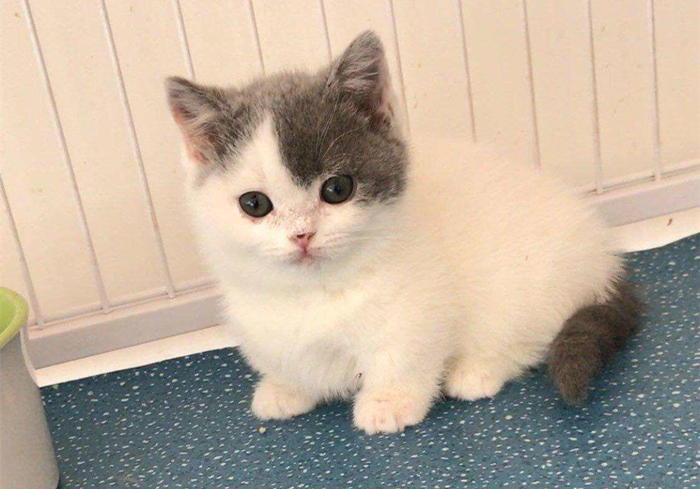 猫咪乱拉乱尿是不是猫砂盆没清理,猫咪乱拉乱尿能打吗